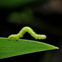 brainwormsoop avatar