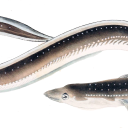 brake-for-snakes avatar