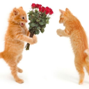 brambleheart101 avatar