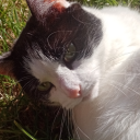 brambles-twigs avatar