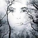 branching-out avatar