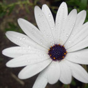 brandon-camela avatar