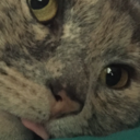 brandybutterfree avatar