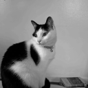 branflakefarm avatar