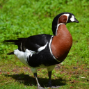 brantaruficollis avatar