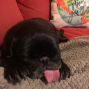 braveunbodiedscheme avatar