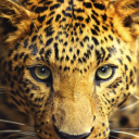 brazilian-jaguar avatar