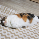 breadandcupcakes avatar