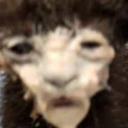 breaddippedinorangejuice avatar