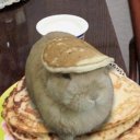 breakfast-bun avatar