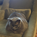 breakfast-y-gal avatar