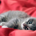 breakfastatkittys-blog avatar