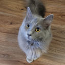 breakfastserval avatar