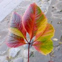 breath-my-autumn avatar