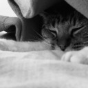 breathedreamscream avatar