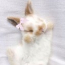 breeding-bunnyy avatar