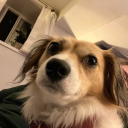 breeontosaurus avatar