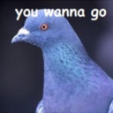 brenda-the-pigeon avatar