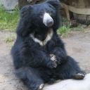 brennysaurus-rex avatar