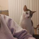 brieffacegarden avatar