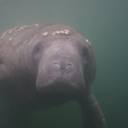 briefstudentdeerinthesun1 avatar