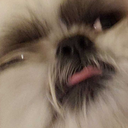 bright-the-wolf avatar