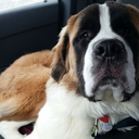 brightandshiny avatar