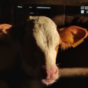 brightblacksun avatar