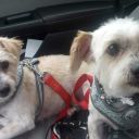 brighthurricain avatar