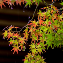 brightorblind avatar