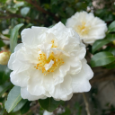 brightpinkcapybara avatar