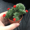 brightredlove avatar