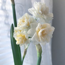 brightsunshane avatar