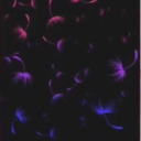 brigitthepotato avatar