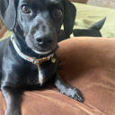 brilliantcalm avatar