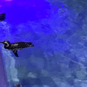 brilliantcider avatar