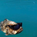 brine-pool-body avatar