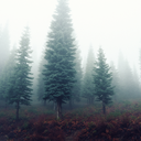 bring-me-to-nature avatar