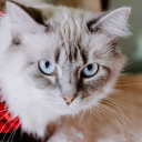 bringingthemoon avatar