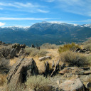 bristlecone-katie avatar