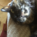 brit-kaaz-sil avatar