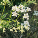 british-songbird avatar