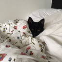 brittle-juice avatar