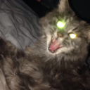 brittle-quills avatar