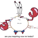 brittlepasta2 avatar