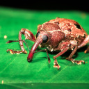 broadway-anarchist avatar