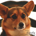brodythecorgi avatar