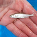 broilerinlutku avatar