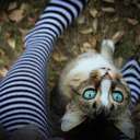 broken-butterfly23 avatar