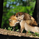 broken-clock7437 avatar